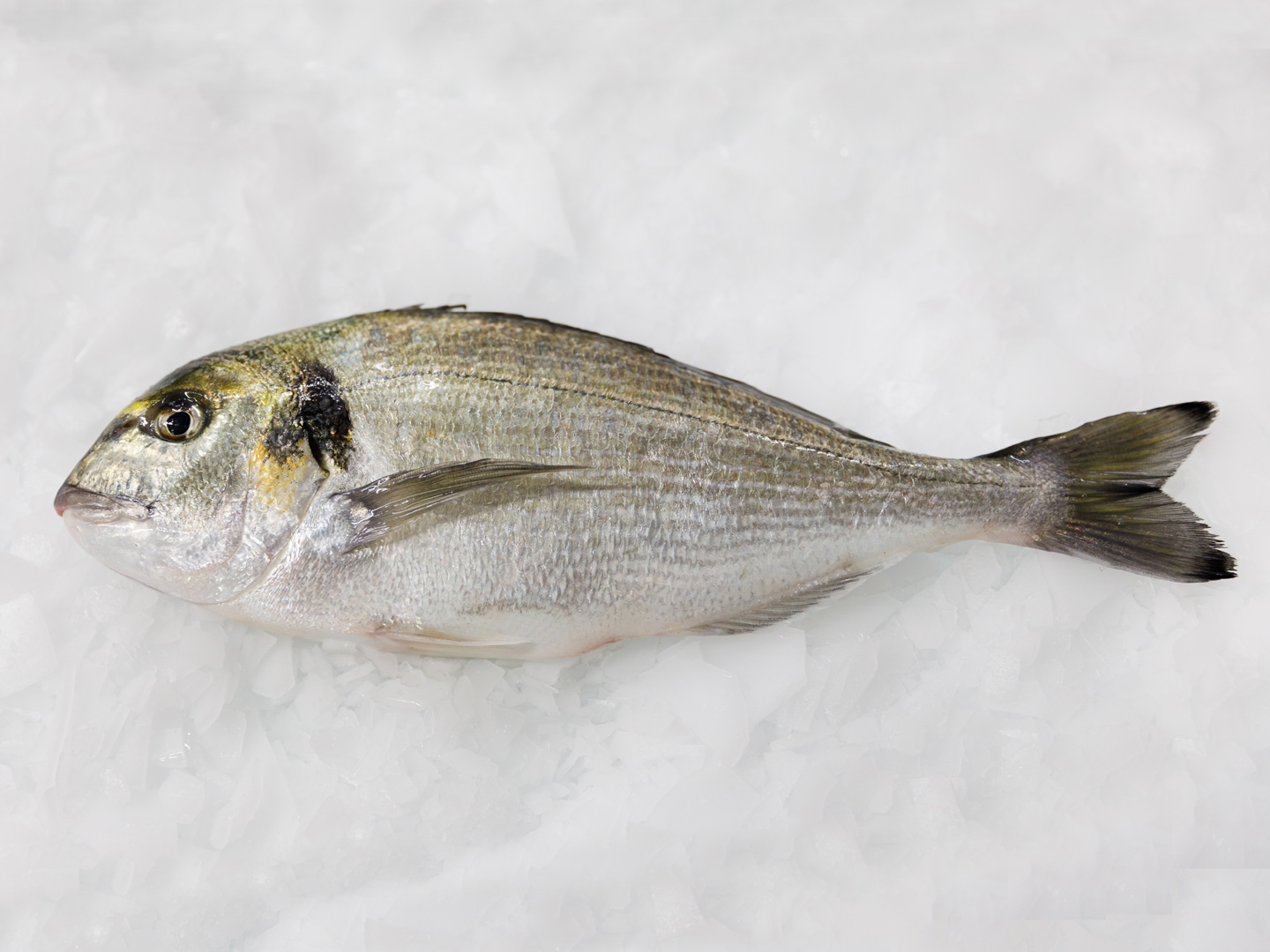 dourada_aqualvor_1440x1080_rs